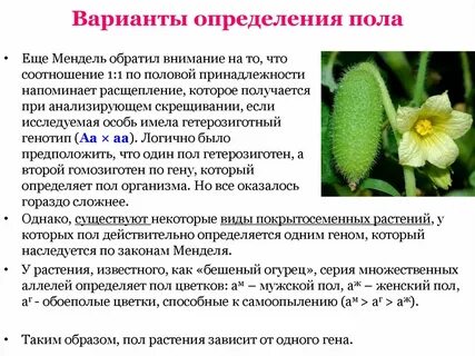 Дайте определение пола