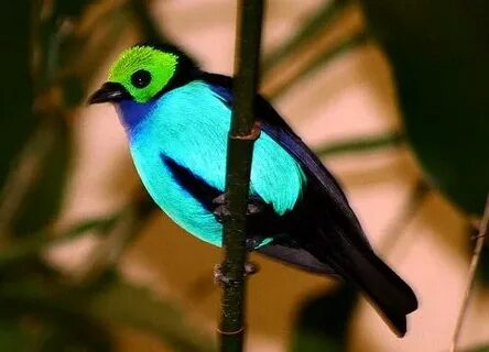 Marvel және DC порно