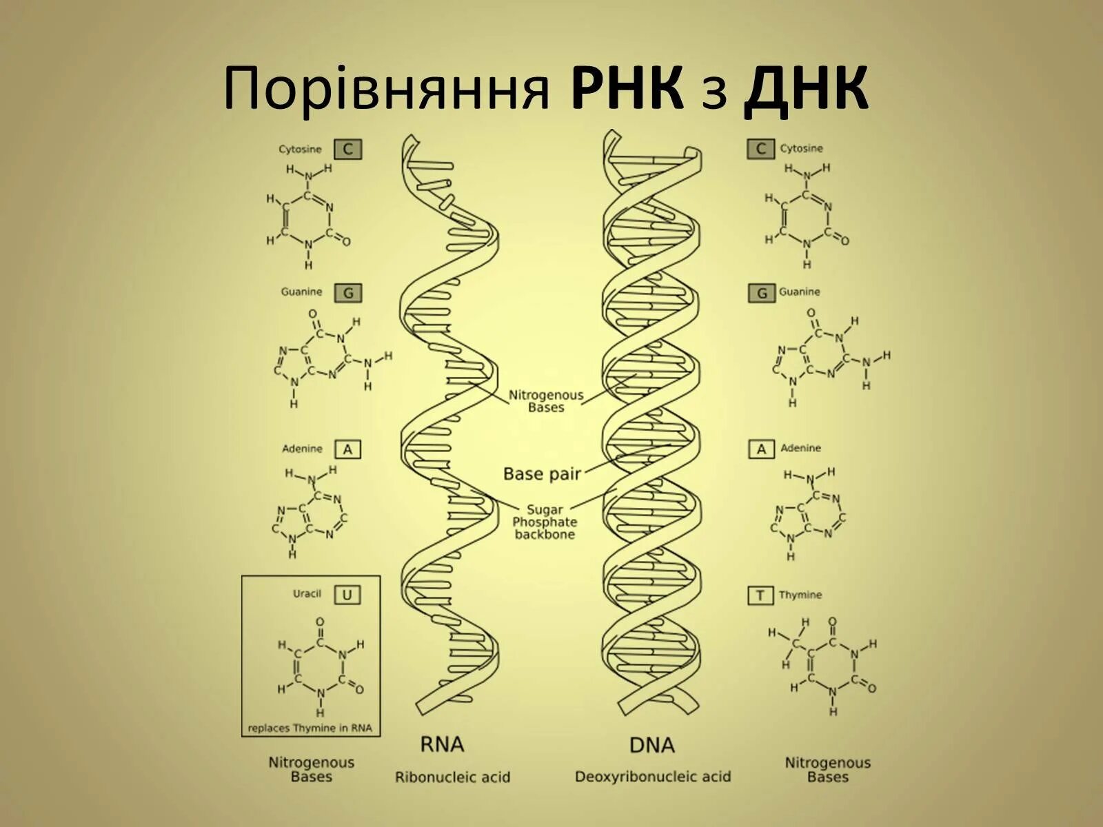 ДНК И РНК. Структура ДНК И РНК. Молекула РНК. Строение ДНК И РНК схема.