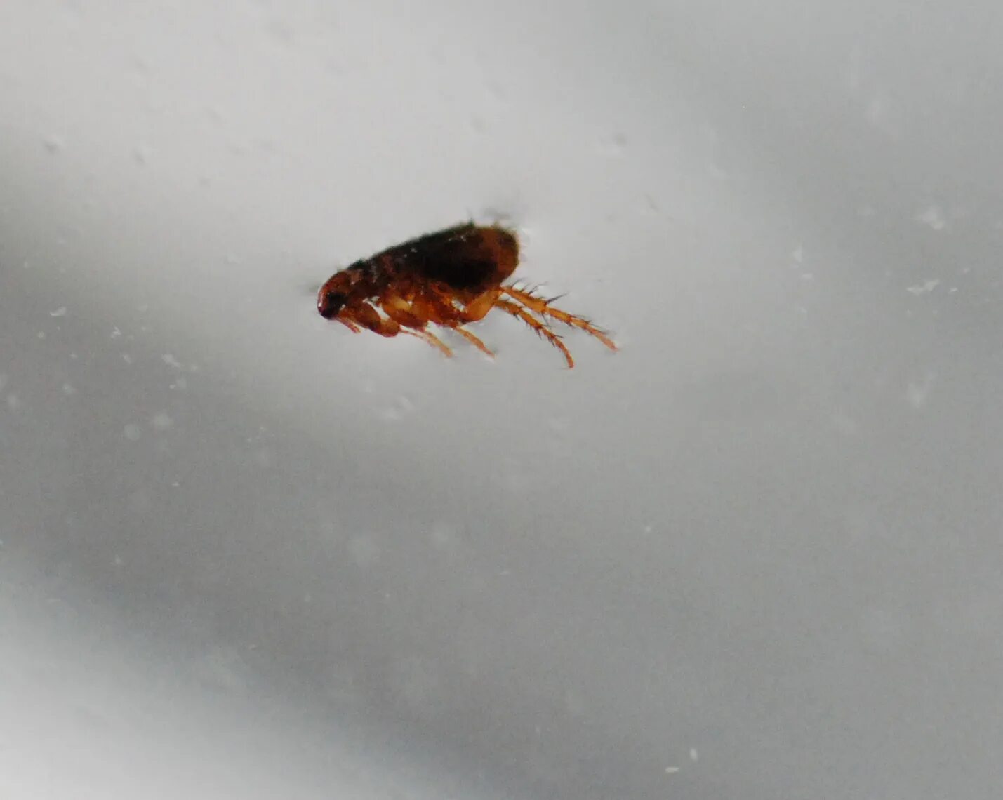 Блохи кровососущие насекомые. Блохи прыгают. Блохи летали. Личинки постельных блох. Блохи летали.