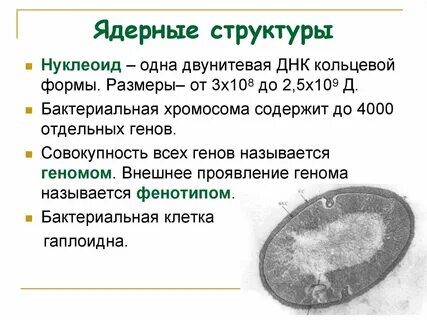 Нуклеоид в каких клетках