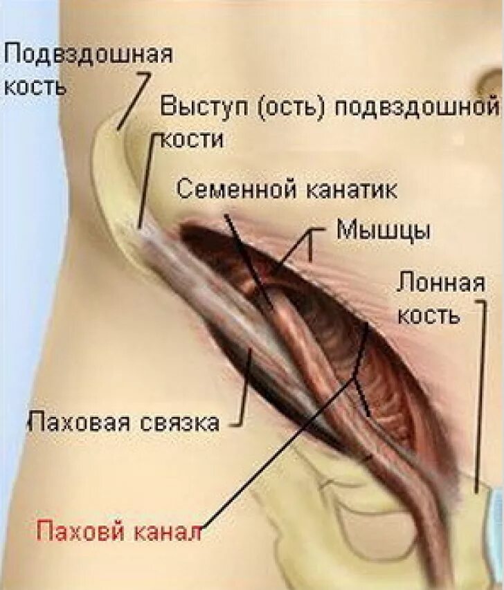 Семенной канатик анатомия. Паховый канал и семенной канатик анатомия. Паховая связка анатомия у мужчин. Анатомия яичка и семенного канатика.