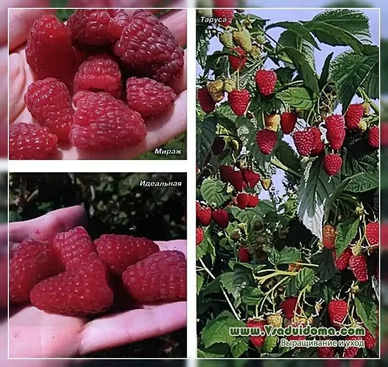 Поздние сорта малины крупноплодные фото и описание малина_красный_бирюзовый_коричневый купить по выгодным ценам в интернет-магази