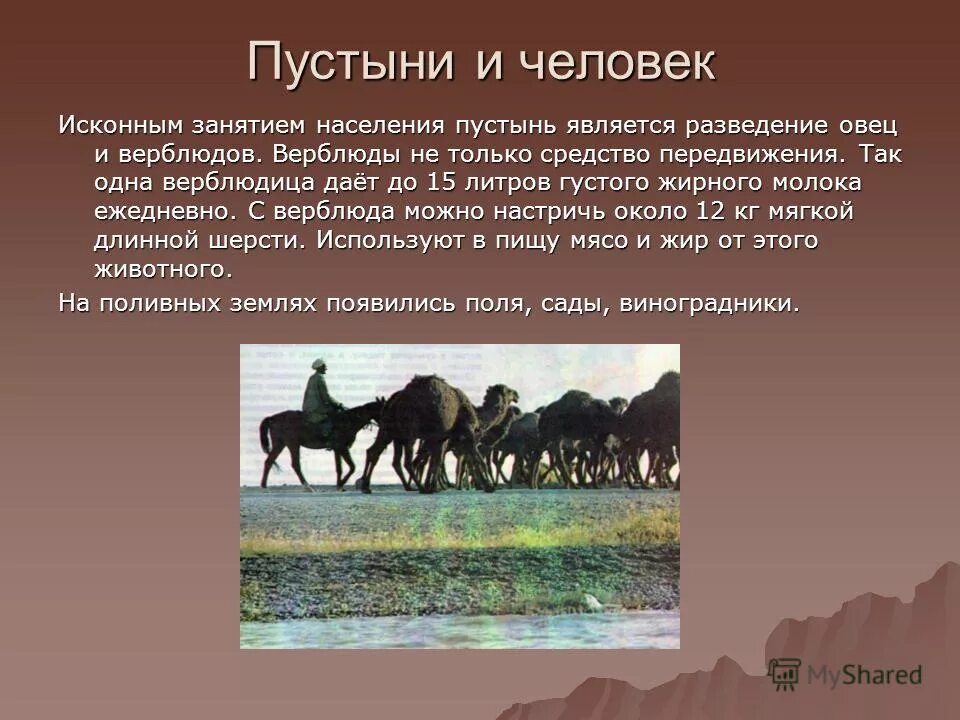 Занятия людей в пустыне. Занятия населения пустынь. Занятия населения в пустыне. Занятия людей пустыни. Население пустыни и полупустыни.