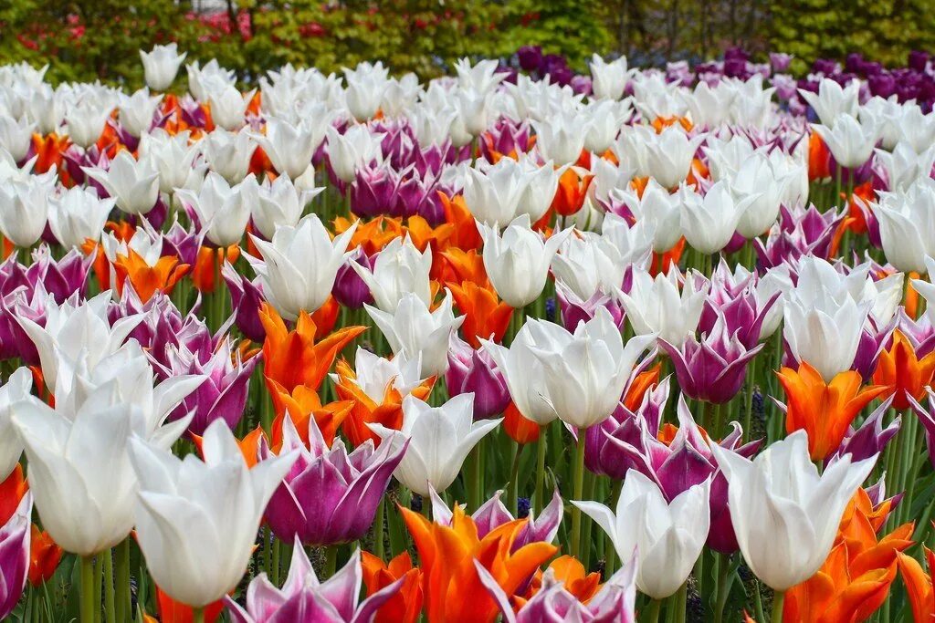 Красивые растения. Дубайская арка парк. Мир ц. Мир ц. , keukenhof gardens tour.