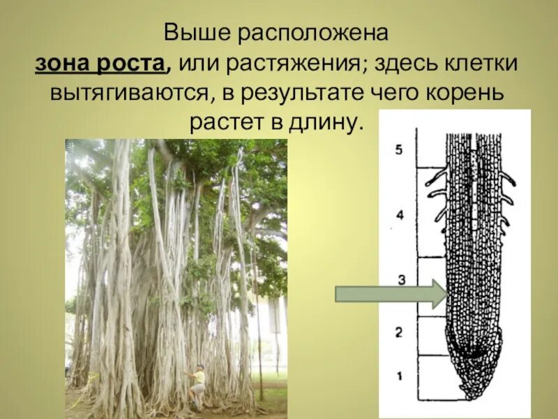 Выше расположенный. Корневой чехлик зона растяжения. Корневой чехлик зона роста. Зона роста зона проведения зона всасывания корня. Зоны роста корня 6 класс биология.