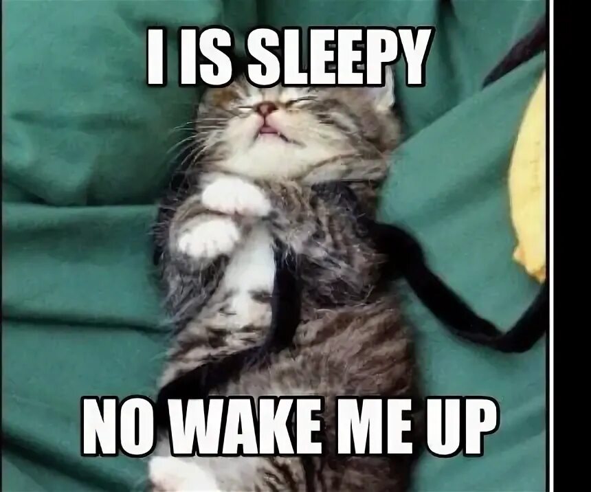 Wake me up cat. Котик winky. Кота разбудили. Tired cat meme. Sl@ve kitten only.