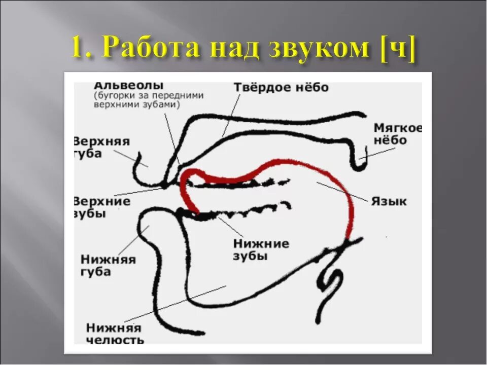 Место артикуляции. Альвеолы во рту где находятся. Альвеола (ротовая полость). Альвеолы во рту где. Верхние альвеолы зубов.