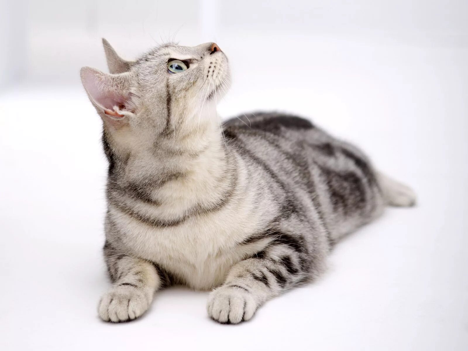 Коты на дзене
