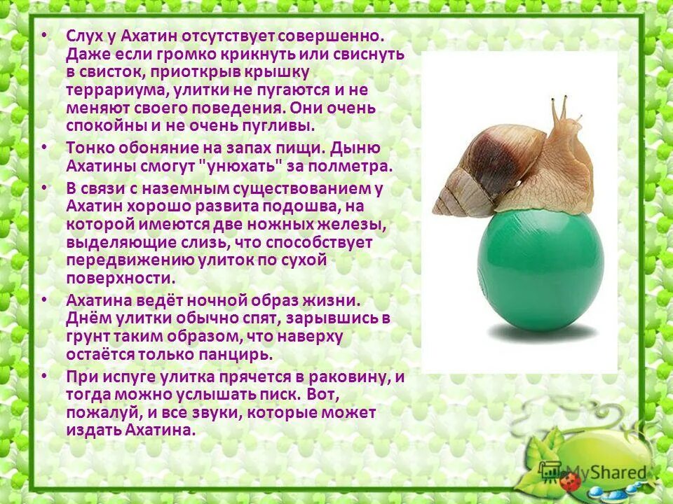 Содержание улиток ахатин. Как ухаживать за ахатиной. Как ухаживать за улитками. Условия для улитки ахатина. Улитки уход и содержание в домашних условиях