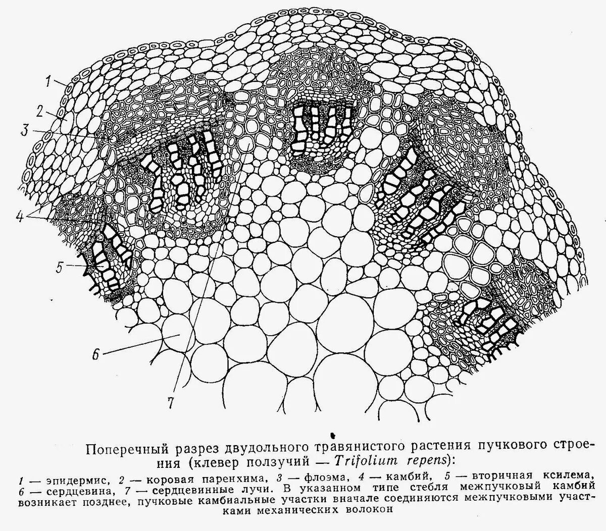 Анатомическое строение стебля травянистых растений. Первичное строение стебля двудольных растений. Внутреннее строение стебля двудольных растений. Поперечный срез стебля двудольного растения. Поперечный срез травянистого стебля.