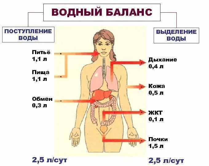 Определение водного баланса алгоритм. Водный баланс в организме человека. водный баланс в организме норма. контроль водного баланса в организме. схема водного баланса человека.
