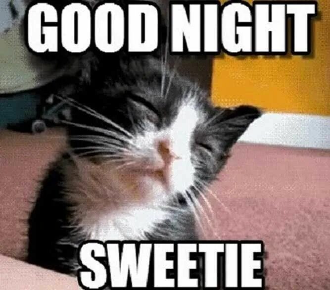 Night meme. Good Night meme. Good Night Мем. Good Night meme Cat.