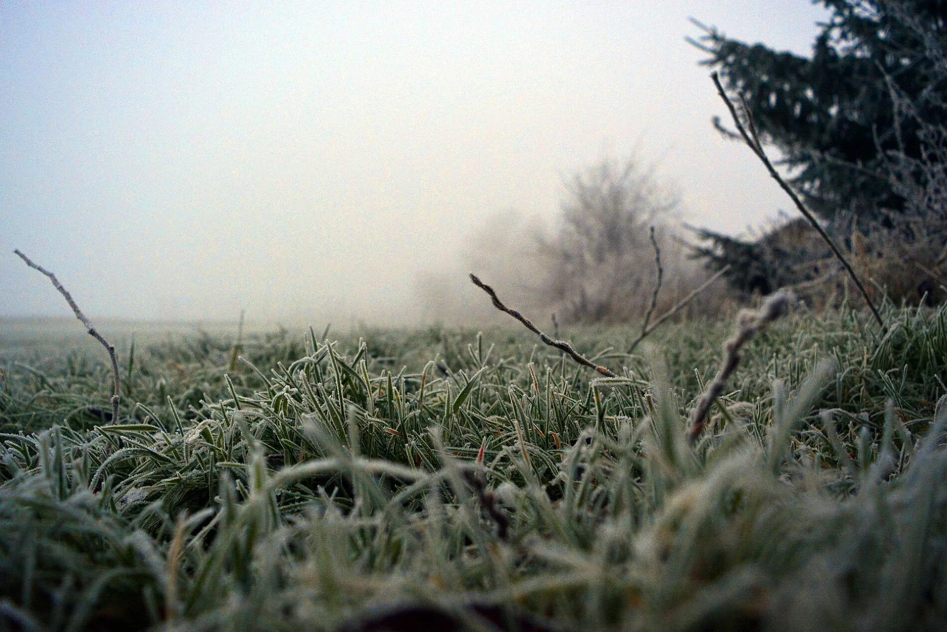 Засушливое лето морозная зима с сильными ветрами. Иней на траве. Снег на траве. Иней на траве утром. Крым заморозки фото.