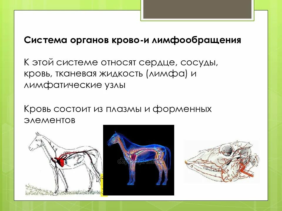 Система органов кровообращения и лимфообращения животных. Физиология лимфообращения животных. Система органов крово и лимфообращение коровы. Крово и лимфообращение у животных. Ткани органы системы органов животных