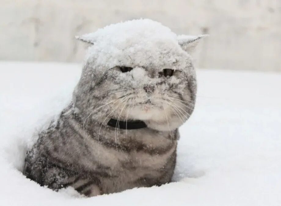 Снова пришла зима. Смешные открытки про зиму. Зима вернулась. Опять метель. Опять снег опять зима.