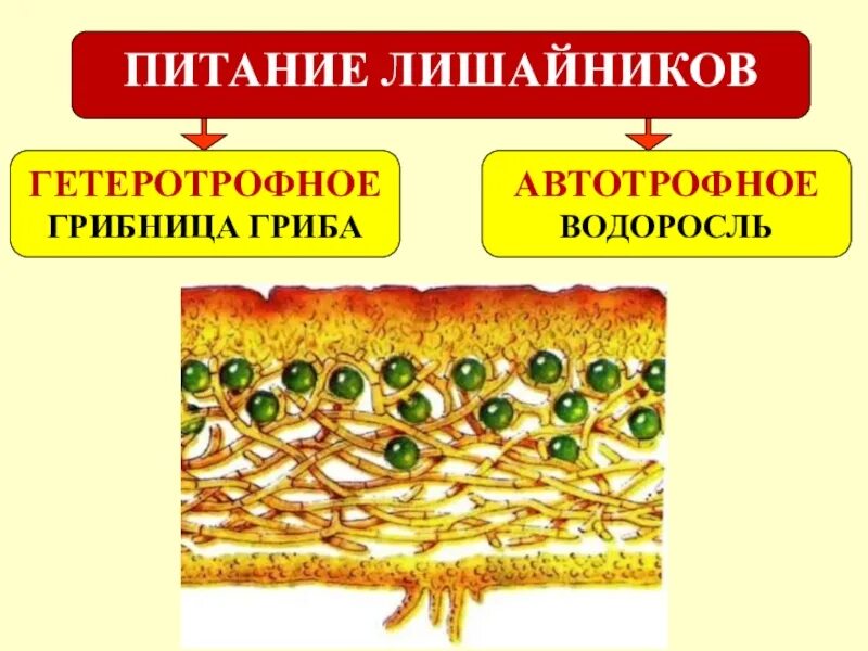 2 лишайники размножаются. Лишайники питание 5 класс биология. Схема питания лишайника. Внутреннее строение лишайника. Питание и размножение лишайников.