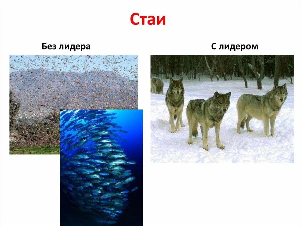 Мигрирующие птицы. Миграция перелетных птиц. Дикие гуси перелетные птицы. Много птиц. Стая и стадо.