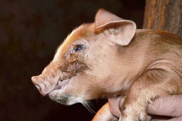 Свинка кожа. Саркоптоз свиней симптомы и болезни. Кожные болезни поросят. Кожные заболевания у свиней.