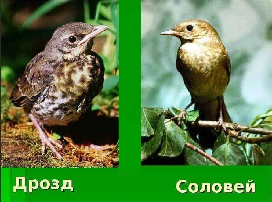 Как отличить дрозда