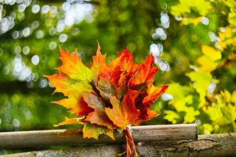 Кленовые листья букет