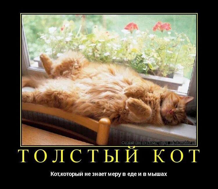 Лежу и ничего не хочу. Толстый кот юмор. С добрым утром толстый кот. Не напрягайся. Доброе утро с толстыми котами.