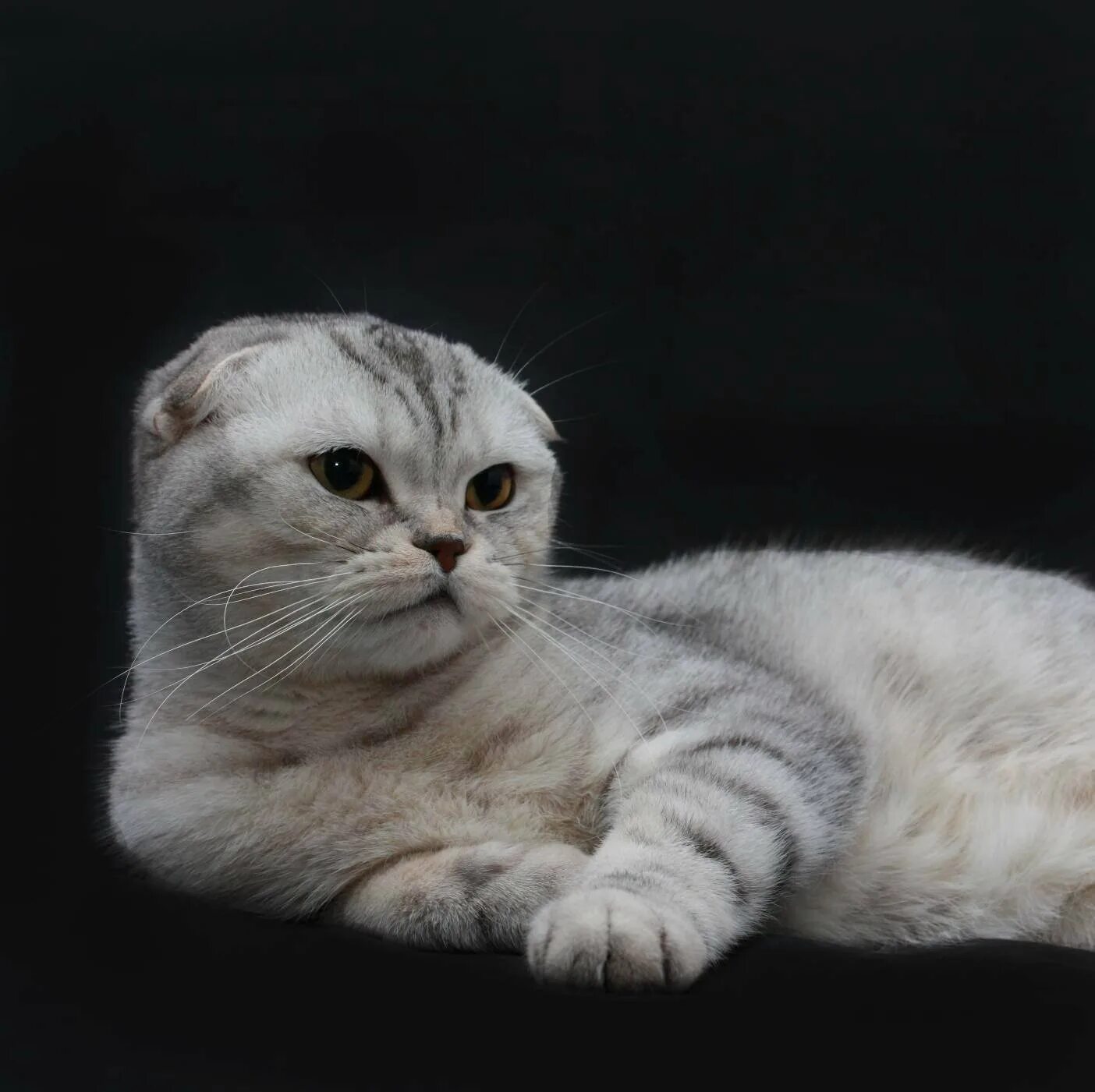 Порода шотландская вислоухая кошка скоттиш. Скоттиш-фолд шотландская вислоухая. порода кошек шотландская вислоухая. шотландская вислоухая короткошерстная. коты шотландские вислоухие скоттиш фолд.