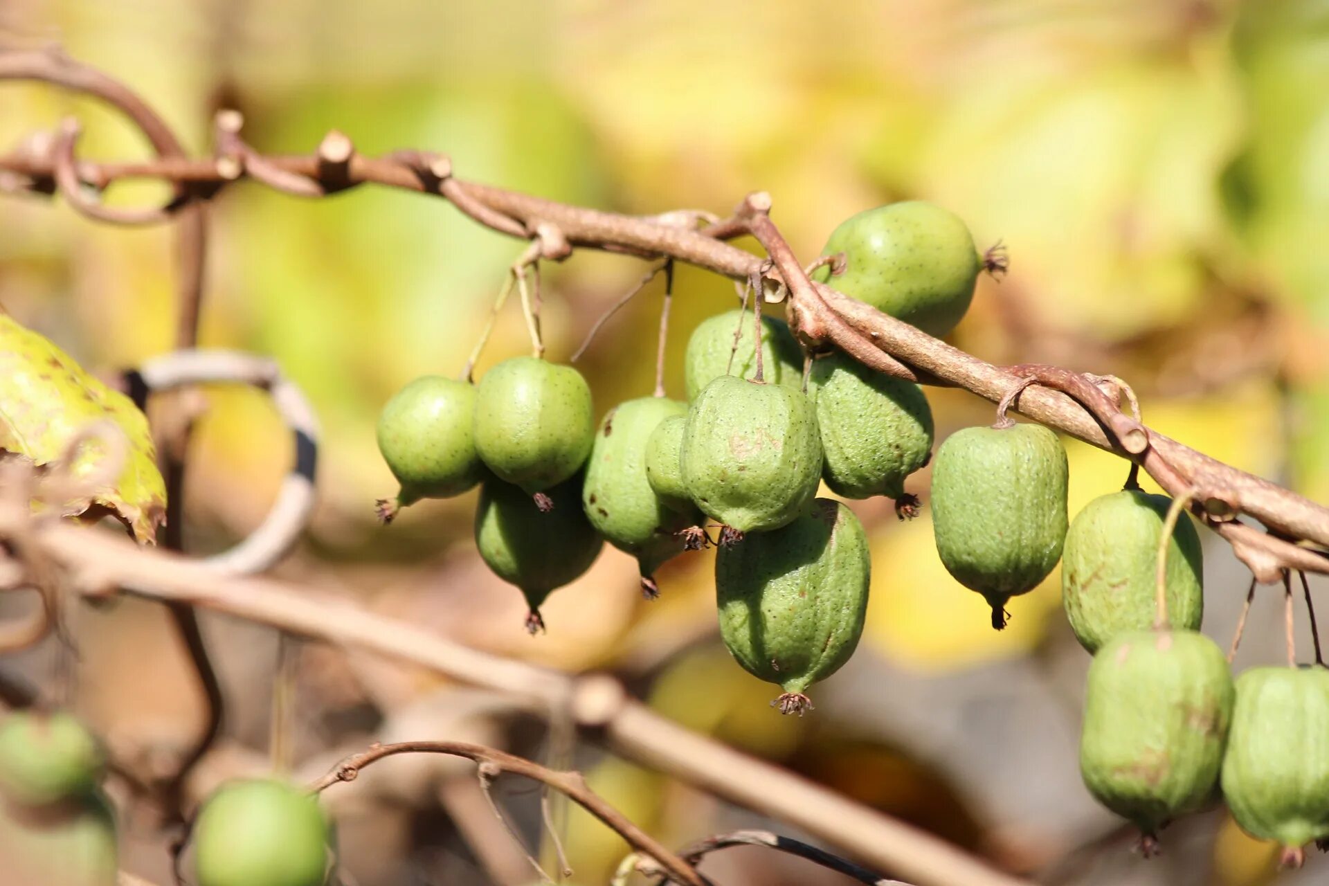 Китайская актинидия что это. Актинидия коломикта. Actinidia kolomikta (актинидия).