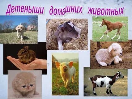 Домашние животные текст