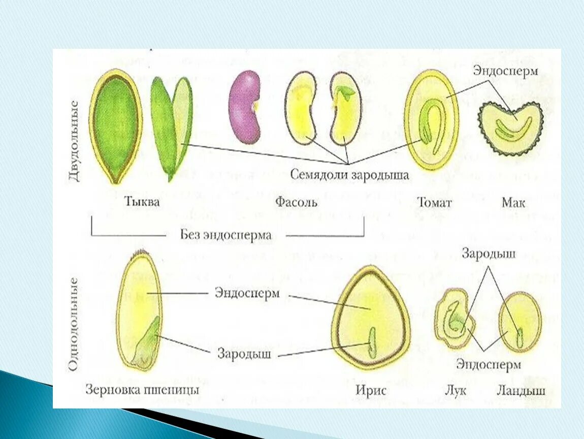 Многообразие семян. Строение плода 6 класс биология. Биология 6 класс зародыш фасоли. Строение плода и семени. Строение семени биология 6.