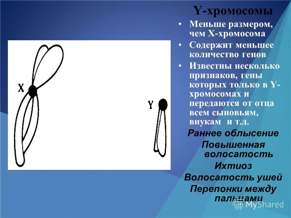 чем меньше хромосом тем. кариотипы наследственных заболеваний. хромосомы типа ламповых щеток и политенные хромосомы. хромосомы типа ламповых щеток строение. скольк оу человека хромососм.