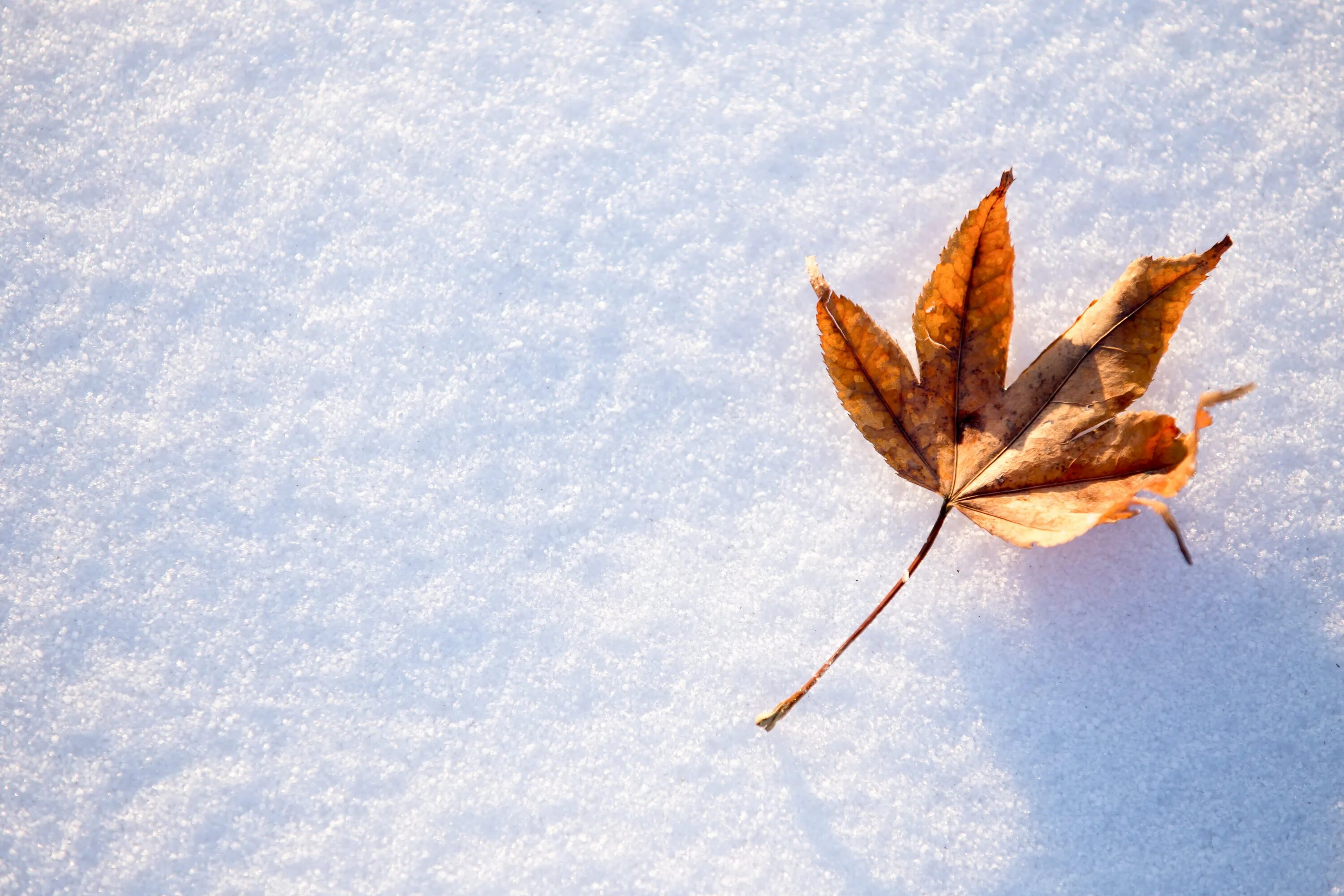 Листья в снегу. Осенние листья в снегу. Листочки в снегу. Клен в снегу. Сугробы листьев