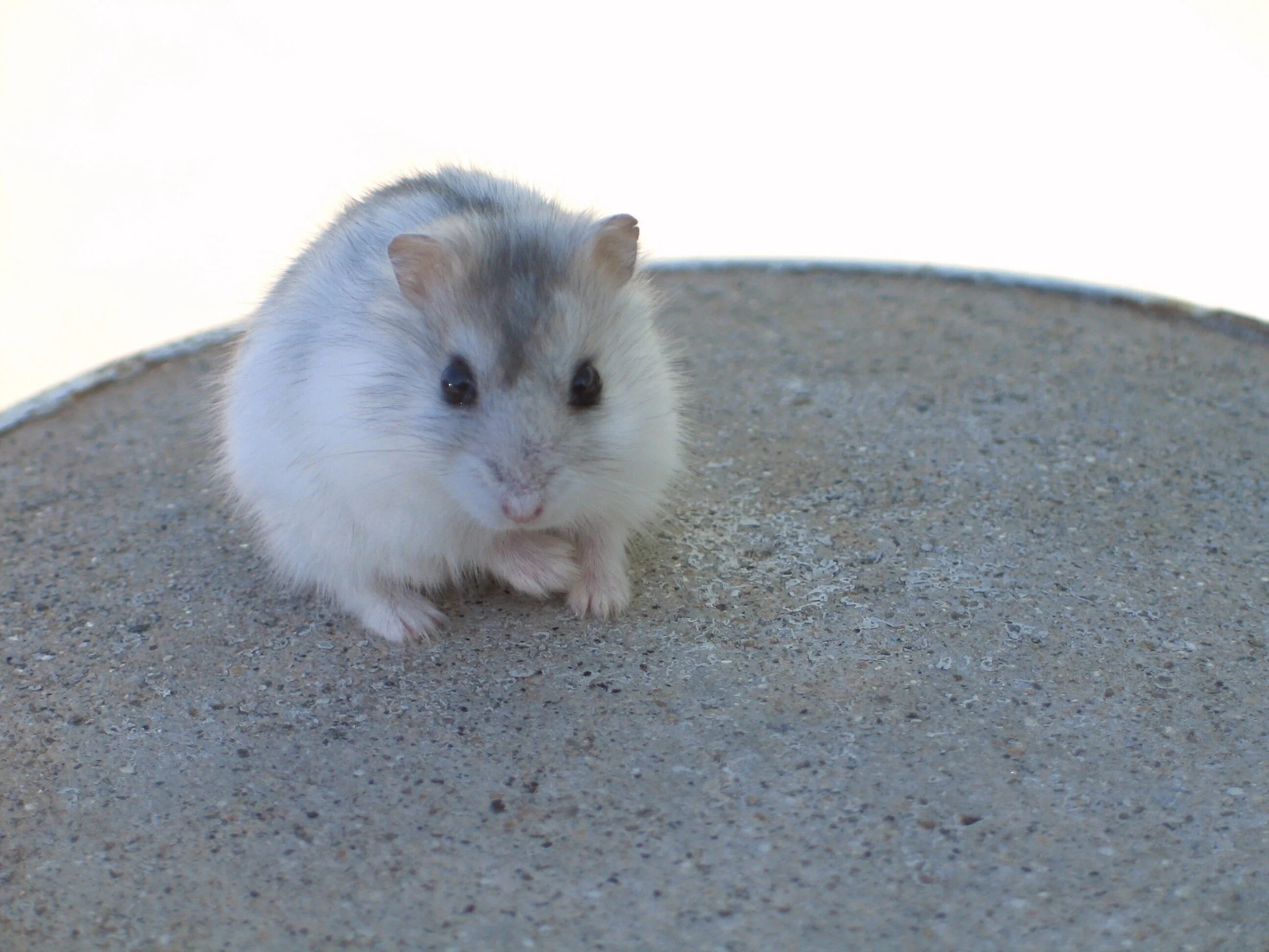 Комба хомяк 06. 07. 07. Go hamster. 07.