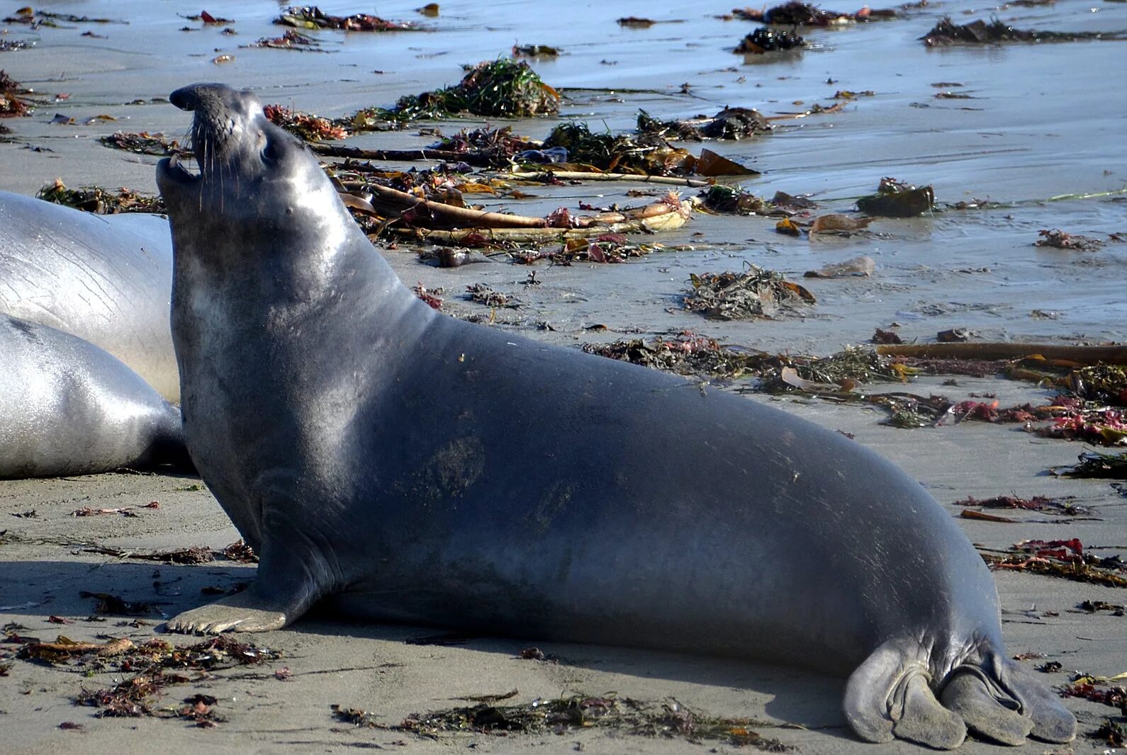 Elephant seal. Тюлень морской слон. Южный морской слон Mirounga Leonina. Морской слон Антарктиды. Mirounga angustirostris.