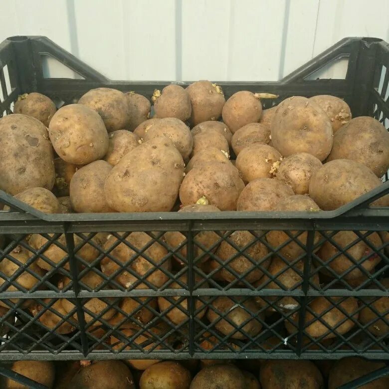 Семенной картофель. Картофель семенной желтый. Семенной картофель желтый в сетках. Механическая мешок для семенного картошка.