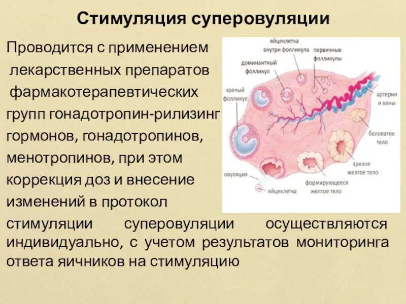 Для стимуляции овуляции применяют. Хорионического гонадотропина человеческого. Стимуляция гонадотропином. Стимуляция гонадотропином. Стимуляторы овуляции.