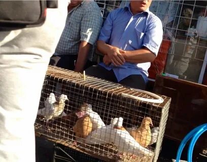 Птичий рынок в краснодаре адрес