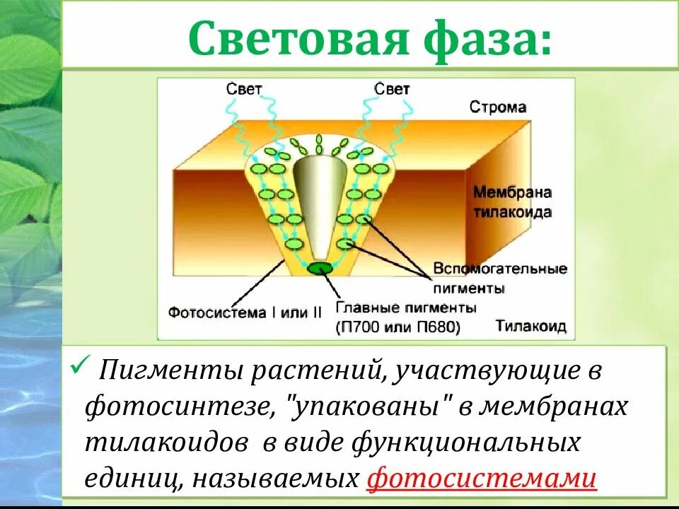 Световая фаза растений. Фотосистемы фотосинтеза. Световая стадия фотосинтеза. Пигменты световой фазы фотосинтеза. Хлорофиллы поглощают свет