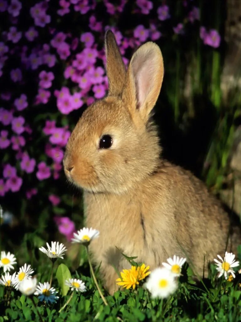 Милые зайчики. Зайчик игра. Установить зайчик на android. Установить зайчик на android. Кролик банни игра.