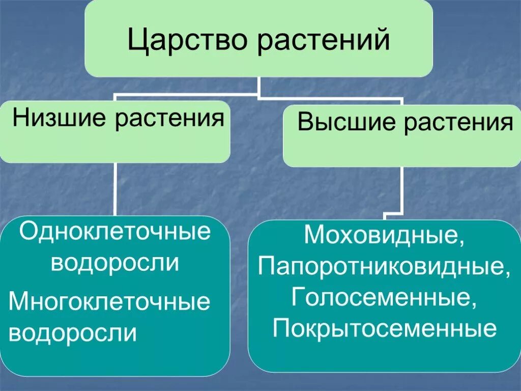 Выписать характеристику низших растений. Царство растений низшие. Царство растений низшие и высшие. Группы растений высшие и низшие. Низшие растения.