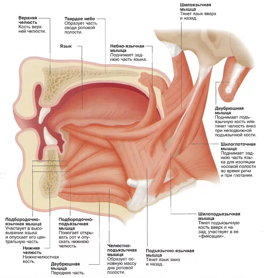 Собственные мышцы языка анатомия. Где начинается язык. Где начинается язык. Строение языка человека снизу схема с описанием. Строение языка вид сбоку.