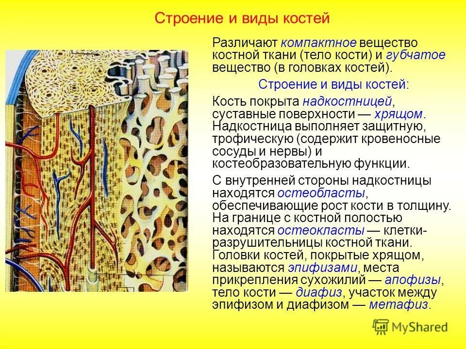 Типы анатомии