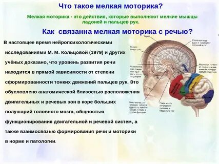 Моторика влияет на речь
