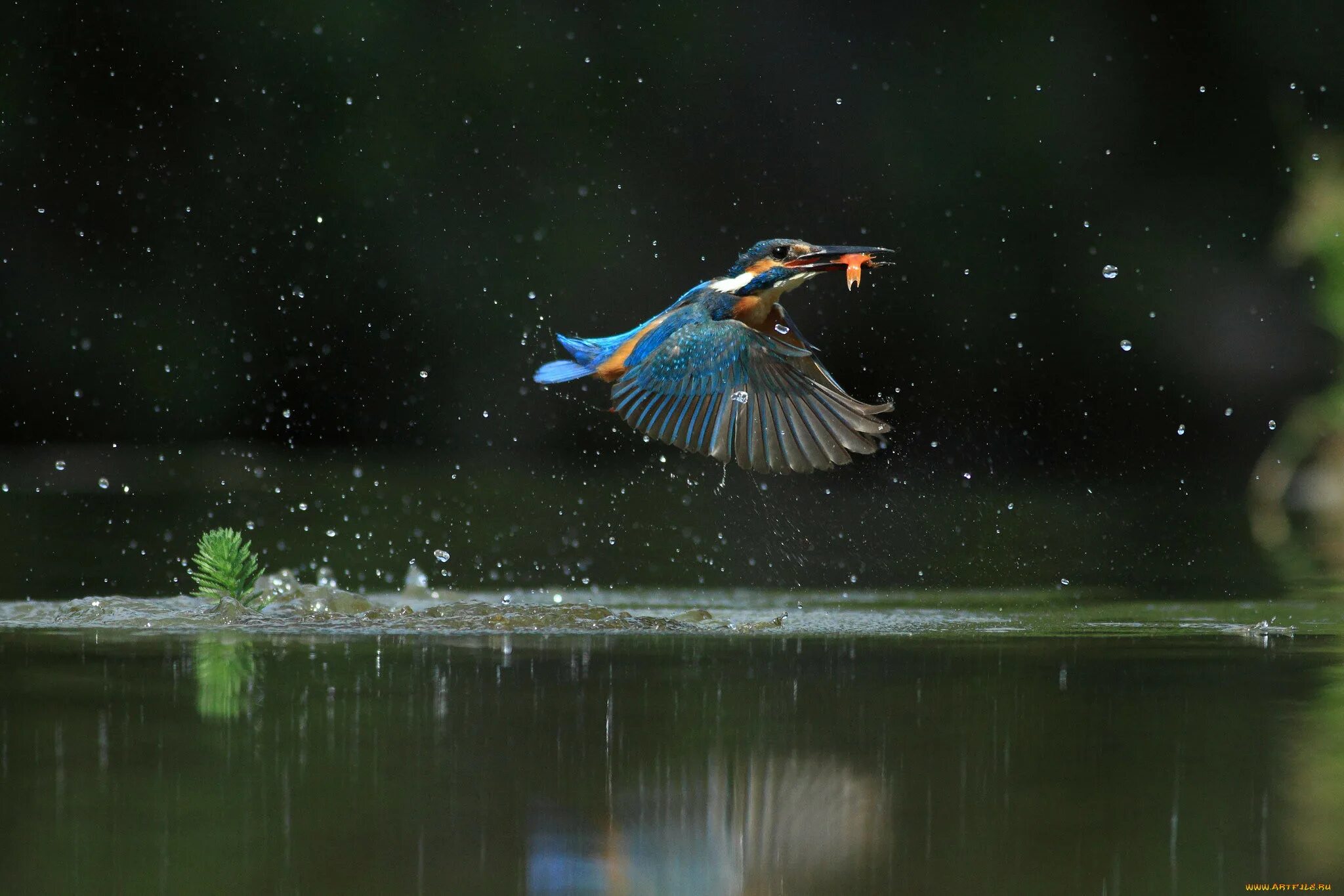 Птицы над водой. Birds catch