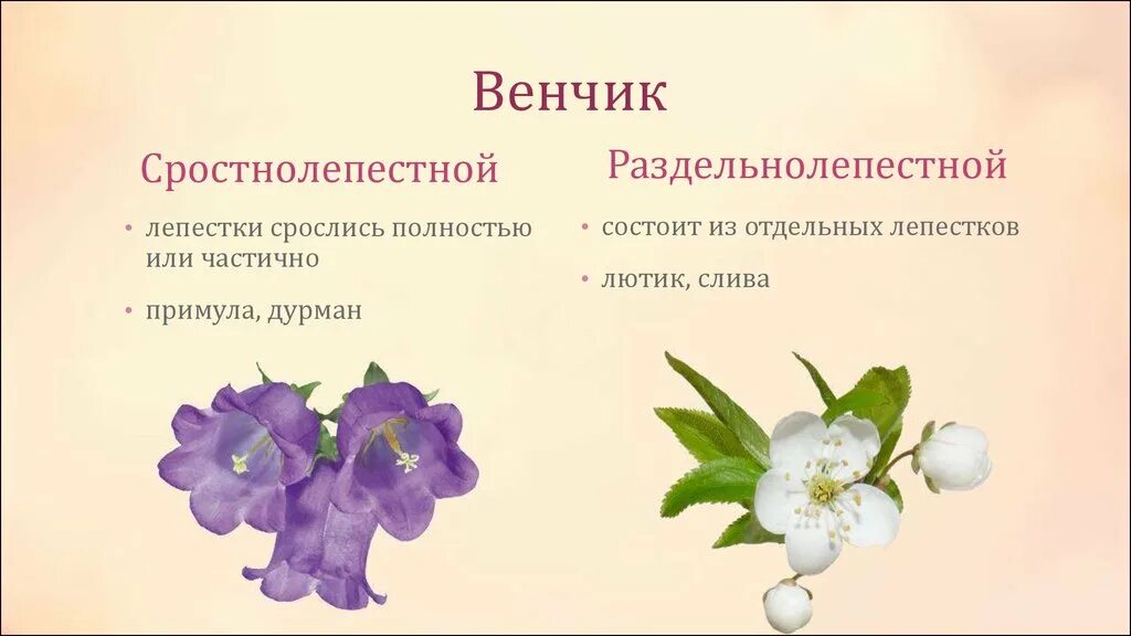 Сростнолепестный венчик цветка имеется у. Сростнолепестной цветок. Спайнолепестный венчик. Сростнолепестный венчик цветка имеется у. Сростнолепестный венчик цветка имеется у.