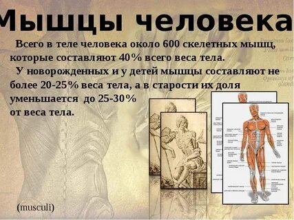 Презентация опорно двигательная система человека 3 класс