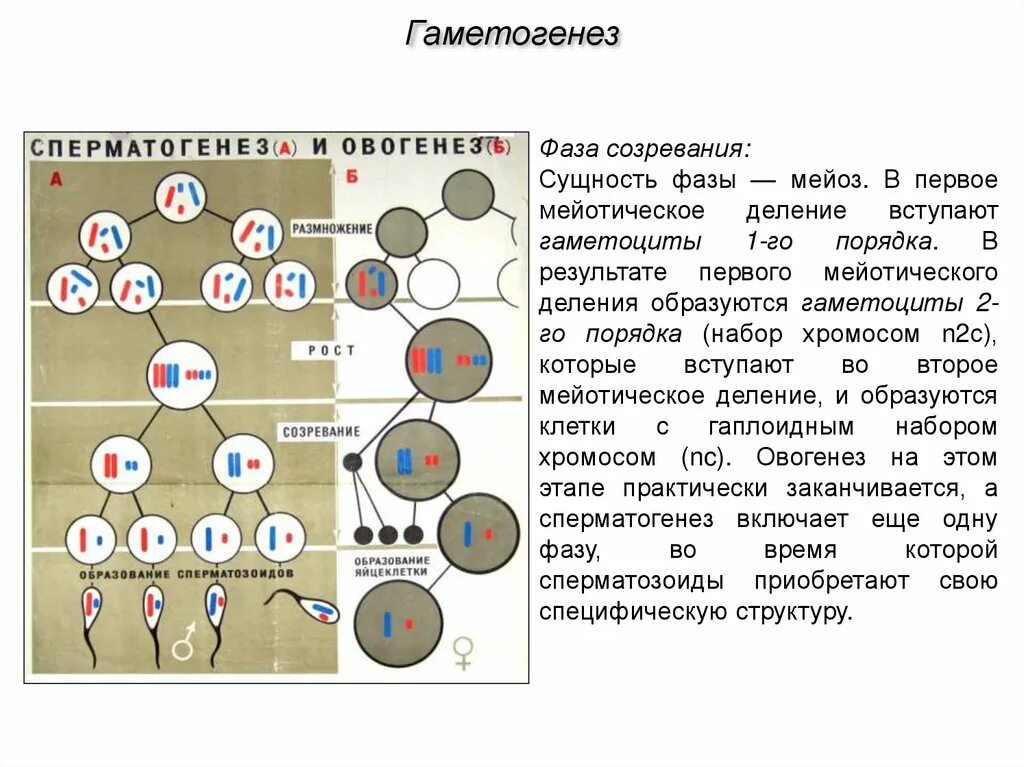 Сперматоцит 1 порядка набор хромосом. Сперматоциты 2 порядка набор хромосом. Сперматоциты 1 порядка набор. Хромосомный набор сперматоцитов 1 порядка. Гаплоидный набор хромосом клетки образуется в результате