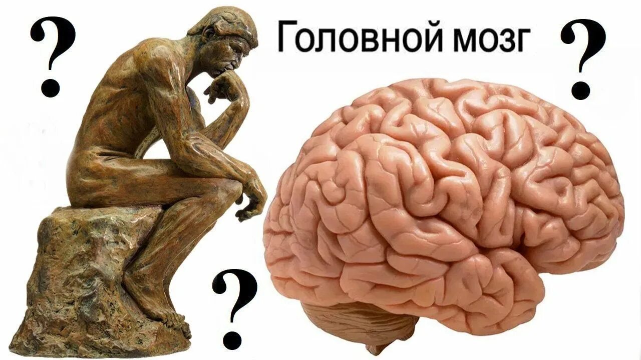 Тайны человеческого мозга. Неразгаданные тайны человеческого мозга. Черниговская мозг. Мозг рассказывает.