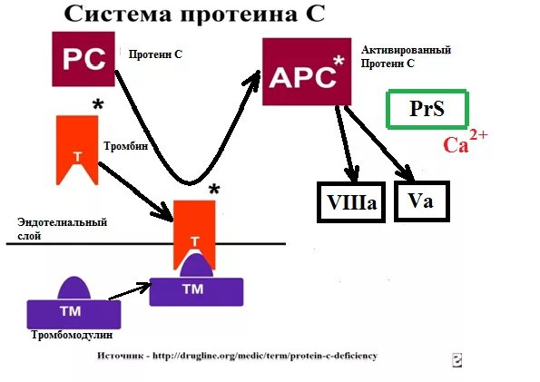 Протеин c и s