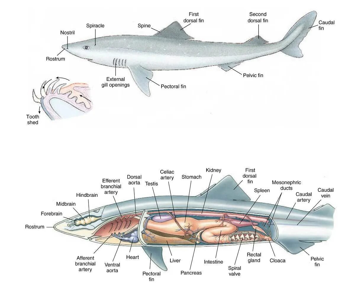 Внутреннее строение хрящевых рыб. Строение пищеварительной системы акулы. Хрящевые рыбы внешнее строение и внутреннее строение. Пищеварительная система хрящевых рыб. Внутреннее строение акулы